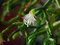 Free Blossoming Cactus Of Sort Rhipsalis. Stock Photos - 788513