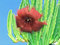 Free Blossoming Stapelia Asterias. Stock Image - 788731