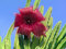 Free Blossoming Stapelia Asterias. Royalty Free Stock Image - 788746