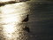 Free Bird Stock Images - 789014