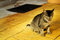 Free Cat Photo - Baleful Stare Stock Images - 789384