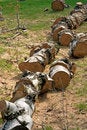 Free Tree Trunk Cuted In Parts Royalty Free Stock Image - 7805016