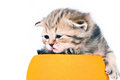 Free The Kitten Scottish Lop-eared Breed Royalty Free Stock Photography - 7807147