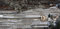 Free Vineyards In Winter, Aigle, Switzerland Stock Photography - 7800402
