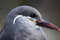Free Inca Tern Stock Photography - 7801812
