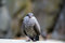 Free Inca Tern 1 Stock Images - 7801904