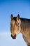 Free Quarter Horse Stud In Winter Stock Image - 7805321