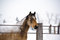 Free Quarter Horse Stud In Winter Royalty Free Stock Photos - 7805388
