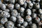 Free Blueberry Royalty Free Stock Photos - 7805778