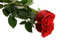 Free Red Rose Stock Photography - 7806882
