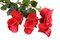 Free Red Rose Stock Photography - 7806902