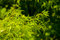 Free Green Leaves On Green Stock Photos - 7807023