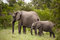 Free Elephant With Baby Elephant Royalty Free Stock Images - 7809299