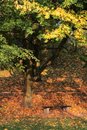 Free Park Stock Photography - 7814942