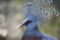 Free Victoria Crowned Pigeon (Goura Victoria) Royalty Free Stock Photos - 7815048