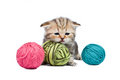 Free Kitten Scottish Breed  With Balls Of Threads Stock Photos - 7817053
