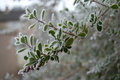 Free Frosty Shrub Royalty Free Stock Photos - 7818698