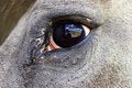 Free Horse Eye Reflection. Royalty Free Stock Image - 7819396