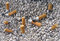 Free Ashtray And Cigarettes Butts Royalty Free Stock Photo - 7816945