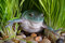 Free Whites Tree Frog In Grass Royalty Free Stock Photo - 7819965