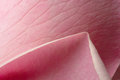 Free Petals Of Pink Rose Stock Photo - 7820880
