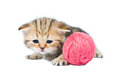 Free The Kitten Scottish Lop-eared Breed Stock Images - 7821874