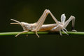 Free Grasshopper Royalty Free Stock Image - 7822166