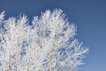 Free Icy Hoar Frost On Trees Royalty Free Stock Photo - 7823895