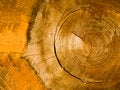 Free Cut Of A Tree Of Deciduous Breed Stock Images - 7829824