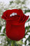 Free Ring In Red Rose, Closeup Stock Images - 7823994