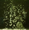 Free Movement Of Bubbles Of Water In Space Stock Images - 7831634