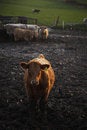 Free LIVESTOCK Royalty Free Stock Photo - 7832625