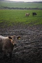 Free LIVESTOCK Stock Images - 7832974
