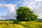 Free Cherry-wood Royalty Free Stock Images - 7833059