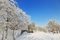Free Czech Republic Garden In Winter Time Stock Photos - 7833993