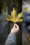 Free Man Holding Leaf Stock Photography - 7836352