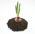 Free Red Onion On Soil Stock Image - 7842081
