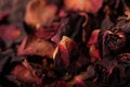 Free Dry Petals  Rose Stock Photos - 7846263