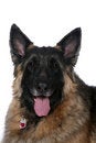Free Big Mixed Breed Dog With Tongue Hanging Out Royalty Free Stock Photography - 7847157