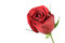 Free Red Rose. Stock Photo - 7848460