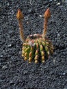 Free Cactus With Long Buds Antennas Stock Photography - 7850052