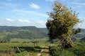 Free French Rural Landscape Royalty Free Stock Photography - 7852097