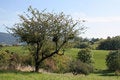 Free French Rural Landscape Royalty Free Stock Image - 7852176
