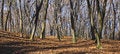 Free Grove Stock Images - 7858304