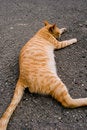 Free Cat Royalty Free Stock Images - 7858499