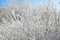 Free Bush Covered By Snow Royalty Free Stock Photography - 7853287