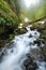 Free Jungle River And Fog Royalty Free Stock Photo - 7854145