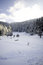Free Winter Forest.... Stock Image - 7856121