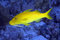 Free Yellowsaddle Goatfish Stock Photography - 7857852