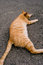 Free Cat Royalty Free Stock Images - 7858499